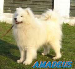northmyth amadeus of magic